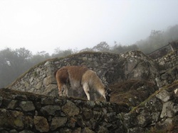 Inca Trail